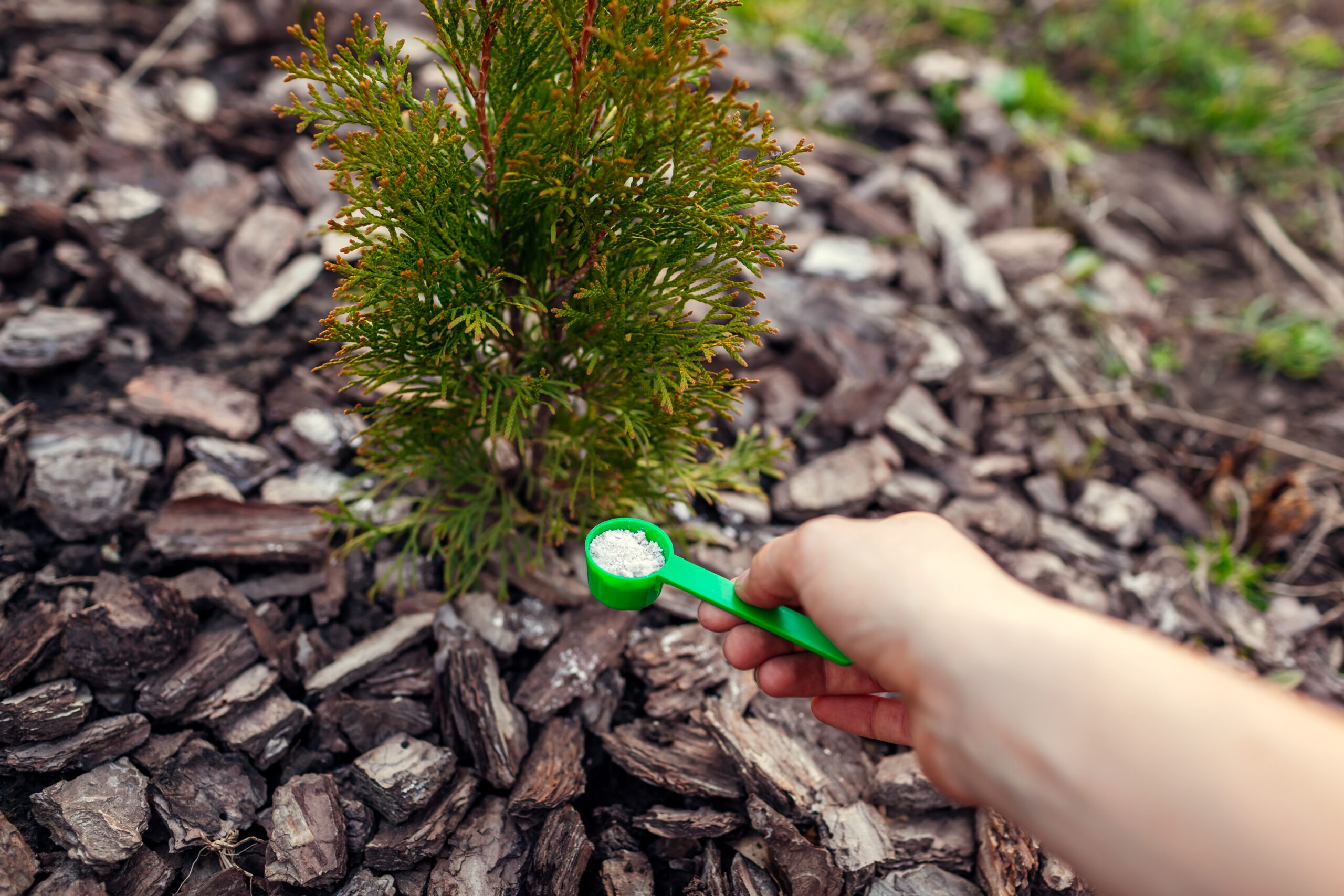 Gardener fertilizing arborvitae in spring garden. Close up of spoon with fertilizer. Taking care of evergreen thuja plants. Healthy trees