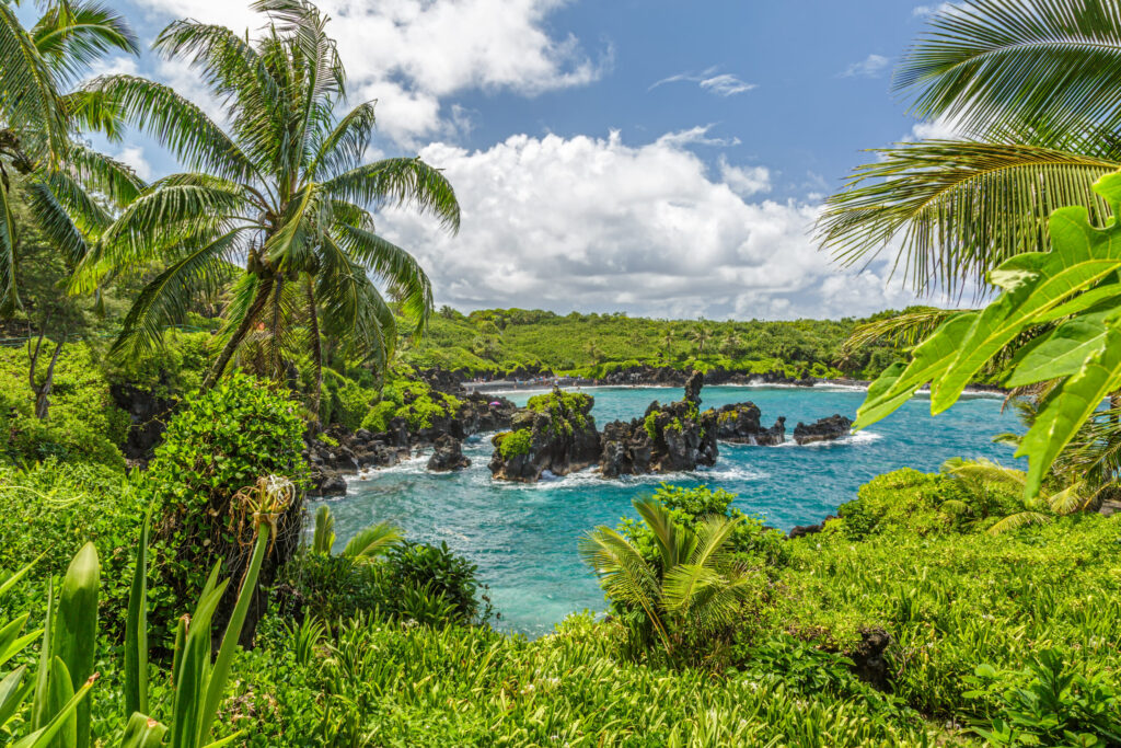 Beautiful Palm Trees Overlooking Water