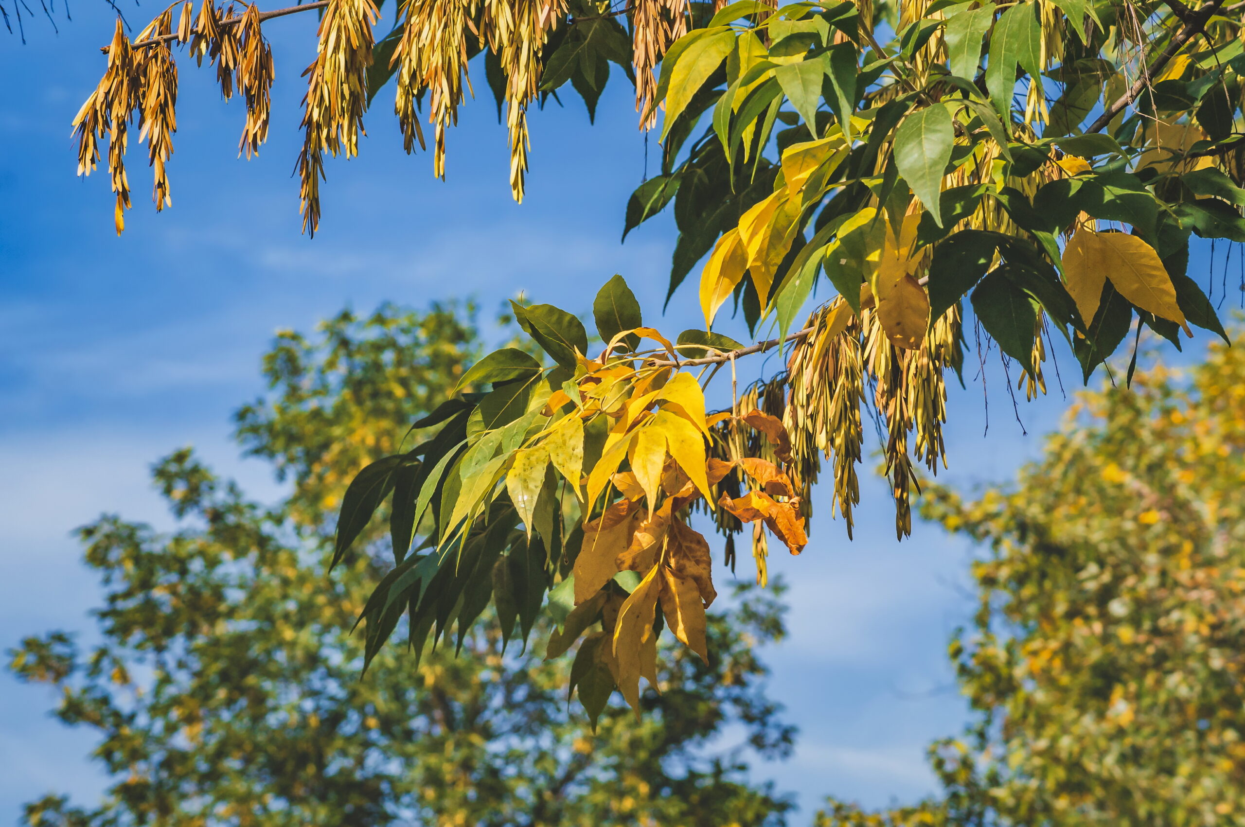 Ash tree seeds autumn view