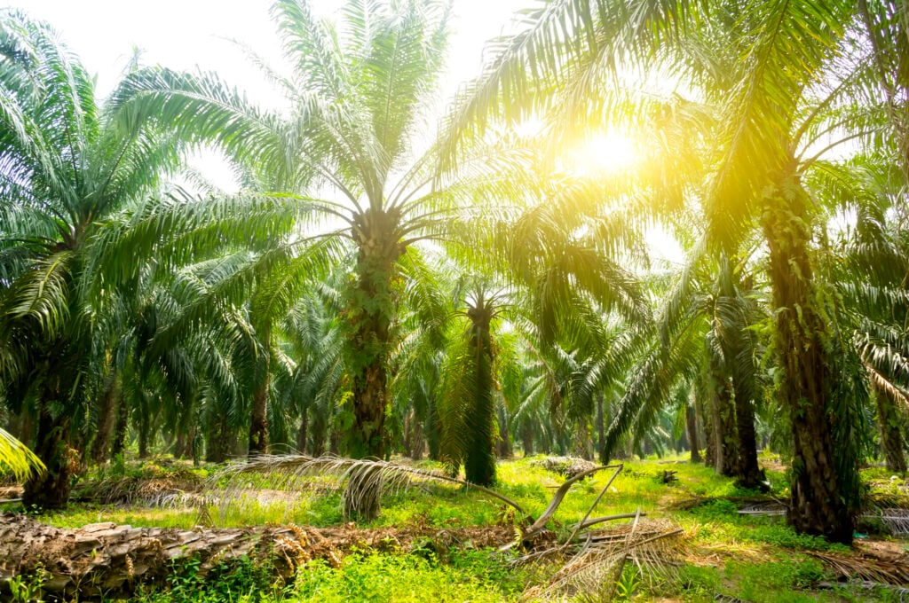 Palm trees growing in a tropical grove