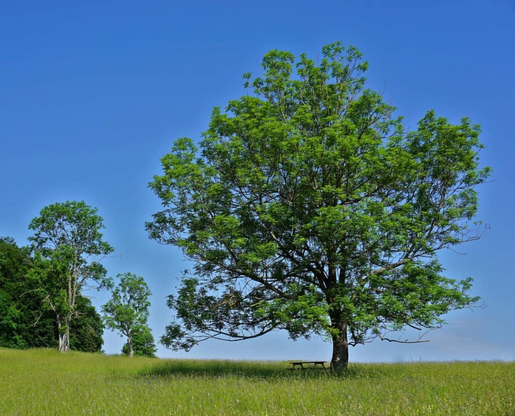 Ash tree in field