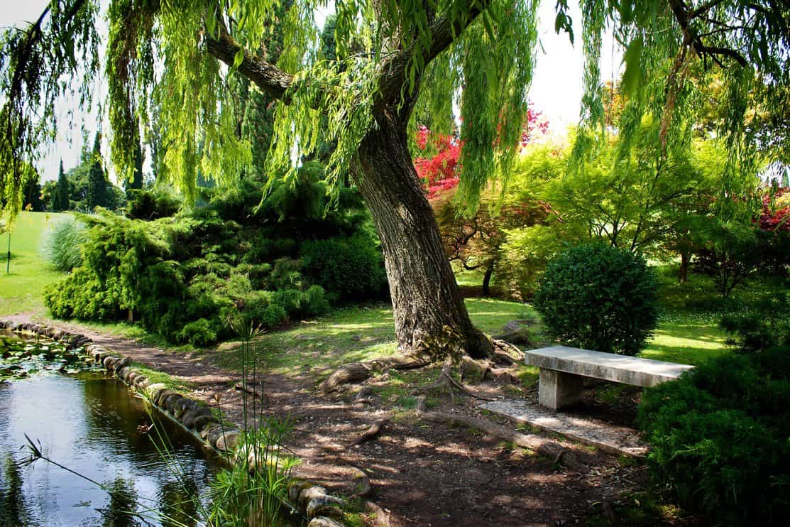 Willow tree with exposed roots in a park