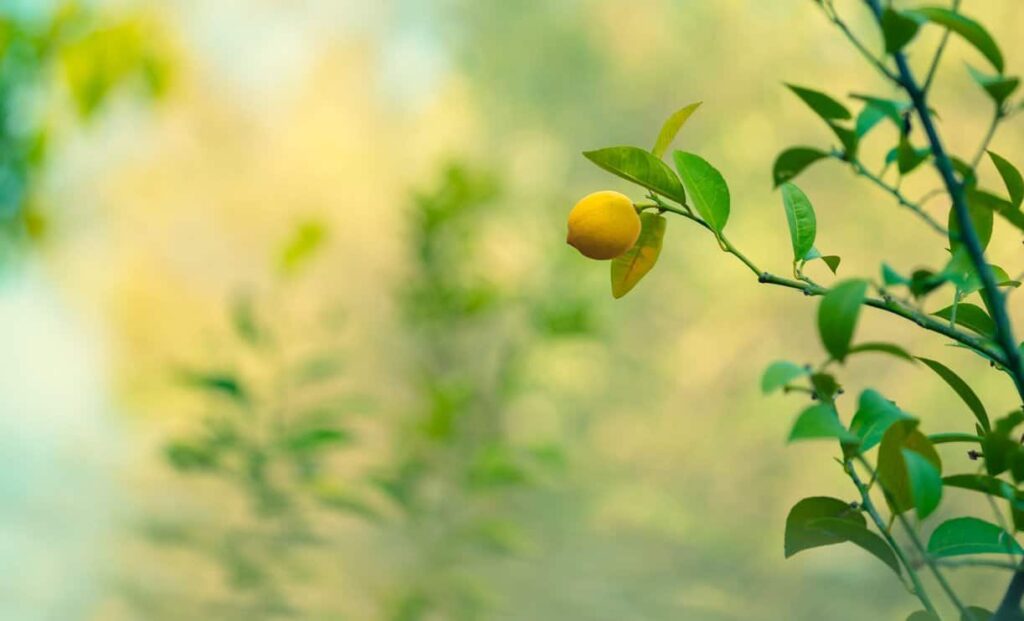 Single yellow lemon on lemon tree with foliage in background