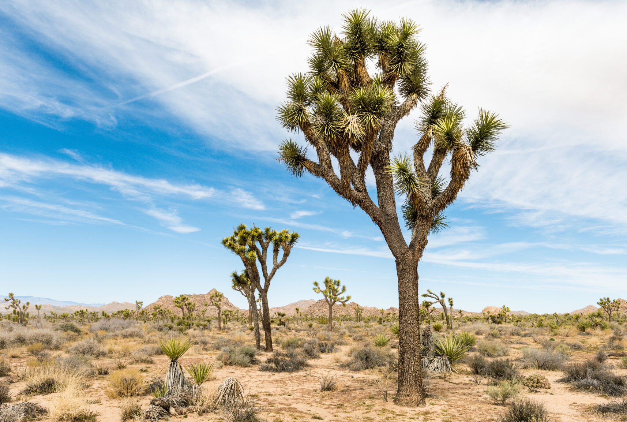 12 Trees That Can Grow In The Desert (And How They Do It) - Tree Journey