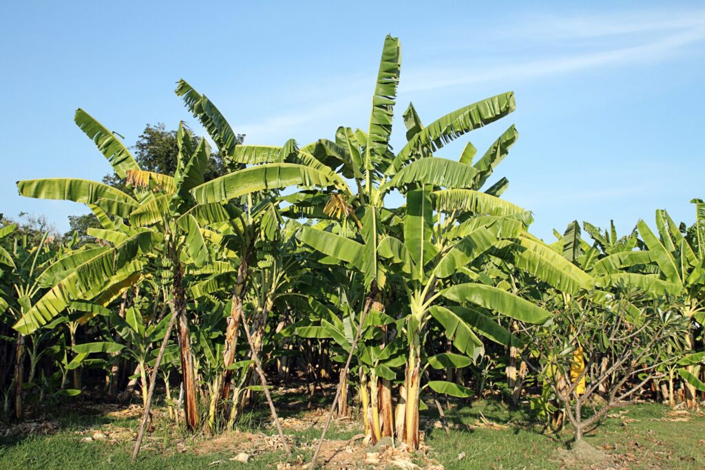 Banana trees with blue sky