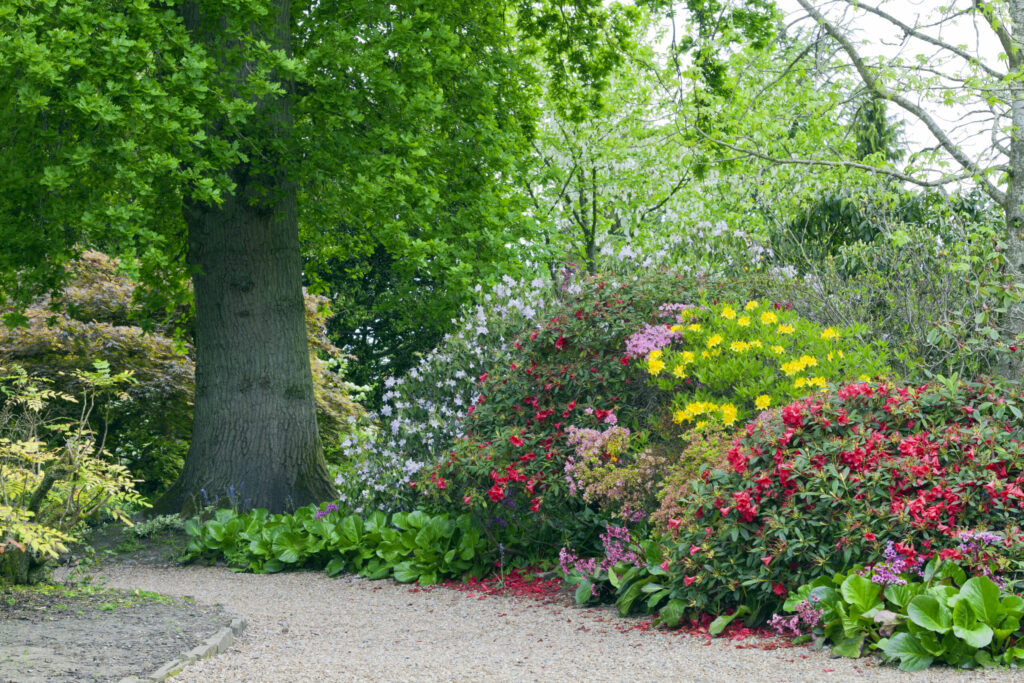 Colourful rhododendrons, azaleas in bloom on a walking path by an oak tree, in a spring lush garden .
