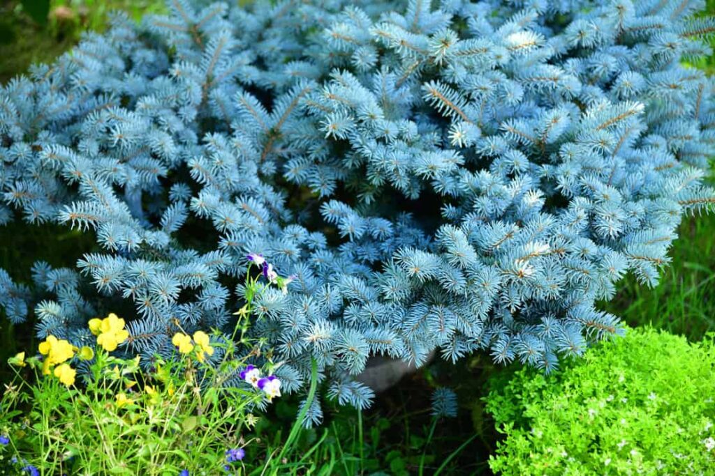 Dwarf spruce in a landscape design in the garden