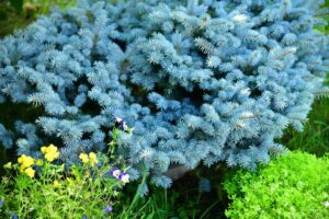 Dwarf spruce in a landscape design in the garden