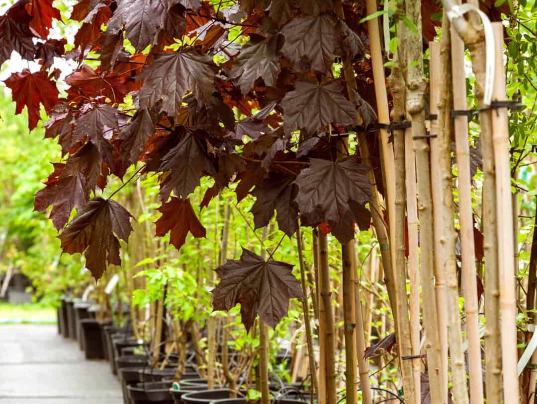 Maple Tree Timeline: How Long It Takes For Full Growth - Tree Journey