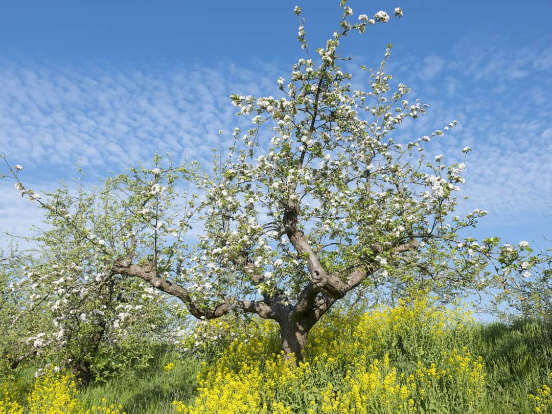 blossoming apple trees and yellow spring flowers under blue sky