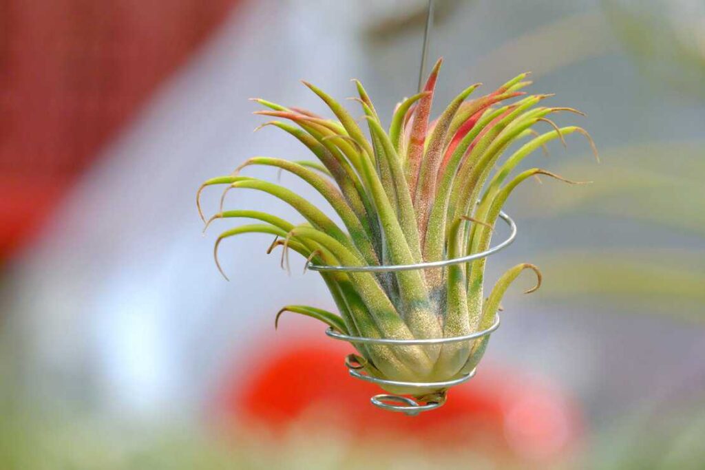 small beautiful tillandsia plant