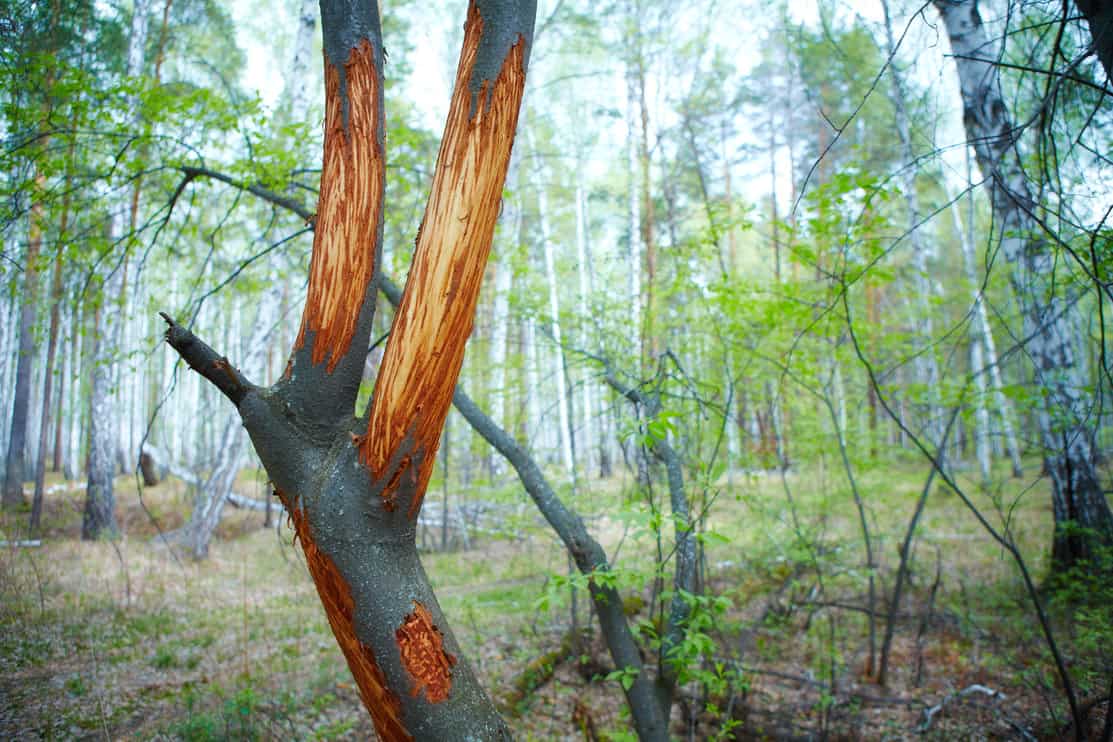 Detail of a willow trunk with the bark eaten by deers in the cold long winter.