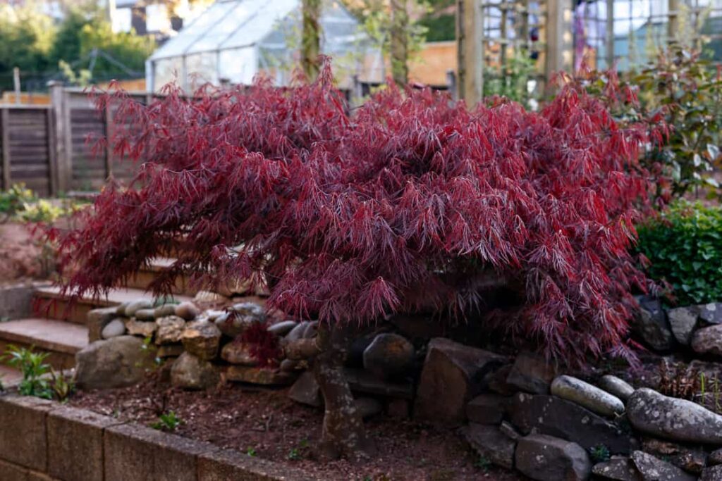 9 Best Maple Trees To Plant - Pros And Cons Of Major Types