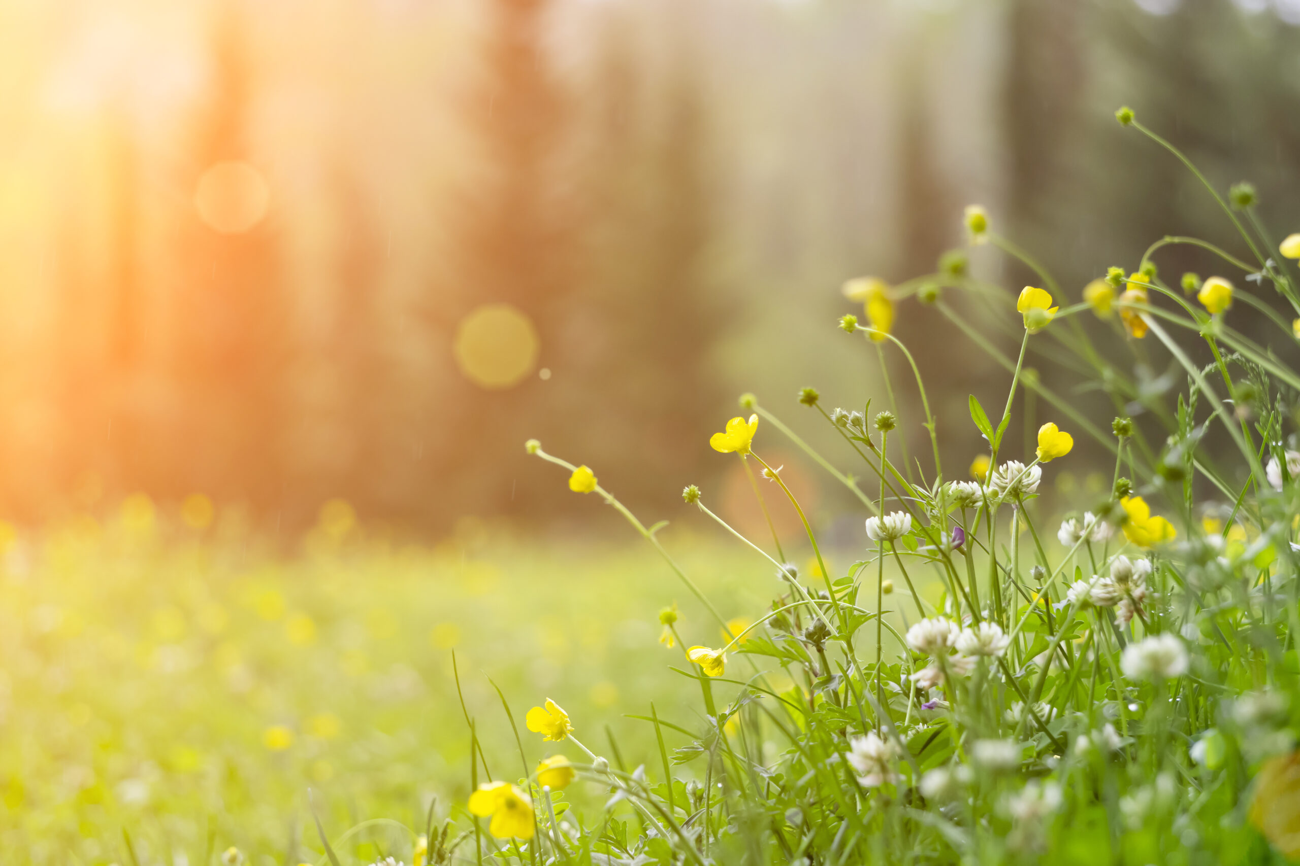 Spring background. Sunny meadow blurred background with wildflowers, grasses and green fresh grass.