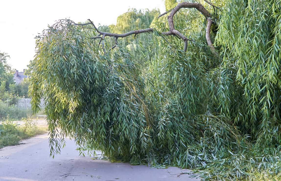 Broken Tree Branch. Storm damaged willow tree branch. High quality photo