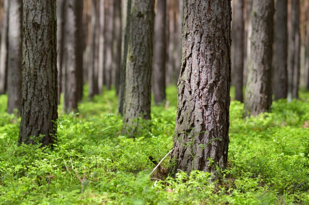 Pine forest in sunny day pine trunks pinus sylvestris and bilberry in warm light spring time