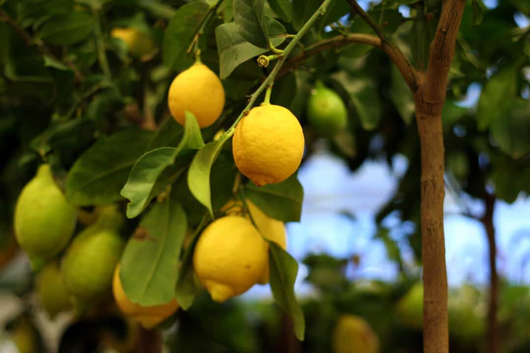 Organic lemons on tree in the pot for sale
