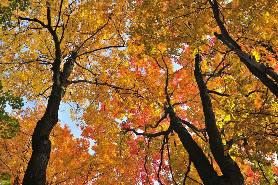 Beautiful maple trees with red foliage in early fall