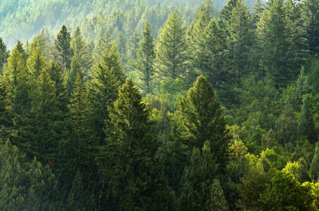 Forest of green pine trees on mountainside with late afternoon sunlight