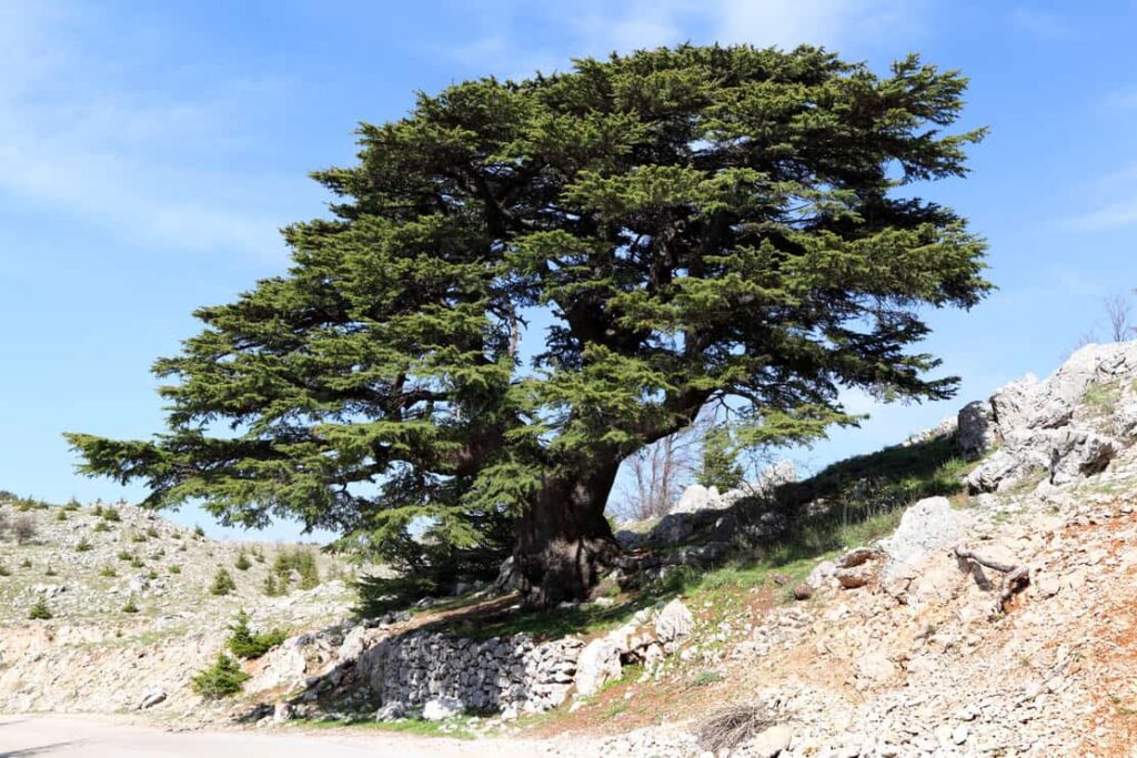 A wide spreading cedar tree grows from a rocky hillside against a blue sky.