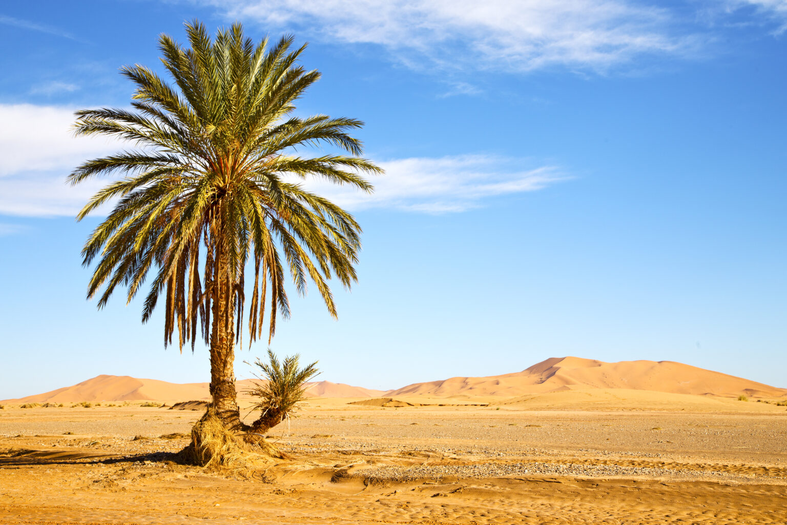 12 Trees That Can Grow In The Desert (And How They Do It) - Tree Journey