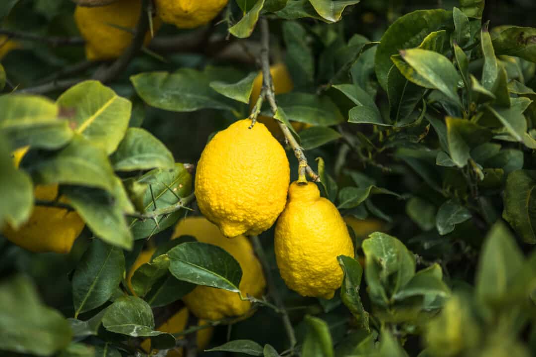 Ripe lemon fruits hanging on tree in orchand