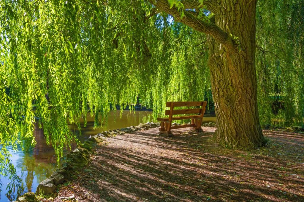 willow and bench in park