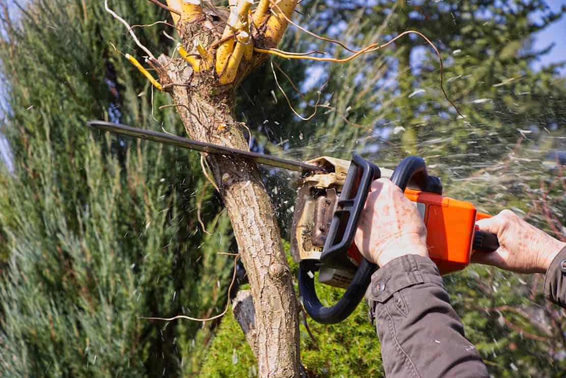 Man cutting branch tree using chainsaw. Gardener working in the garden during springtime. Petrol chainsaw in male hands