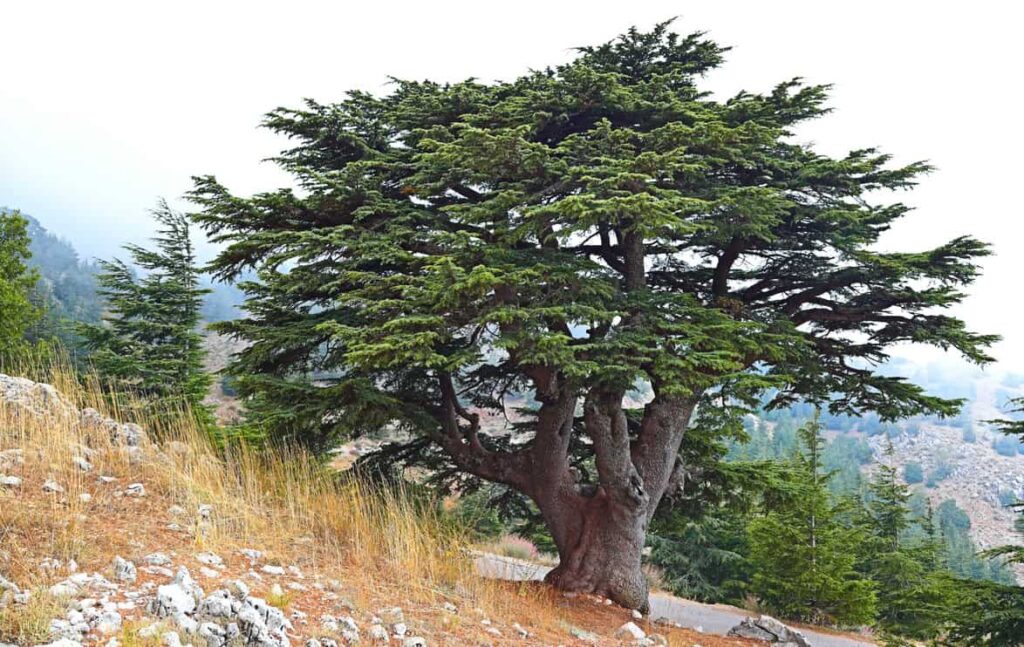 Lebanese cedar tree on a hillside
