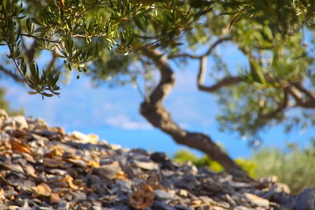 Olive Trees in garden beautiful landscape Brac island Croatia