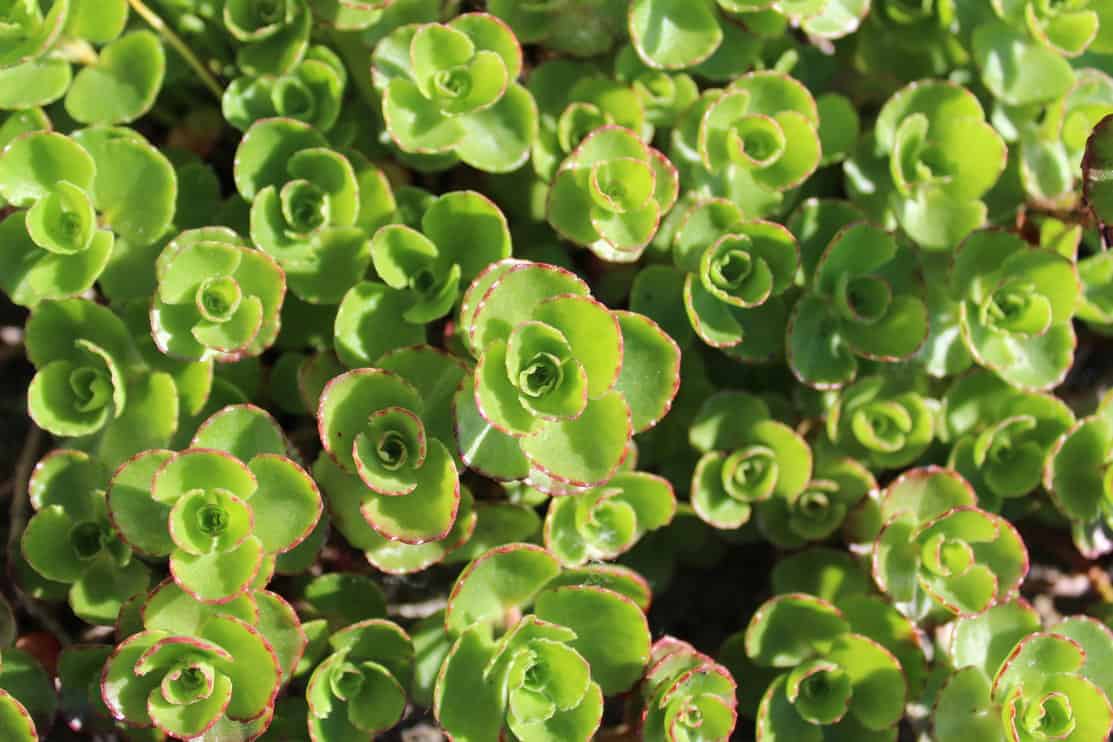 Closeup of creeping sedum leaves 