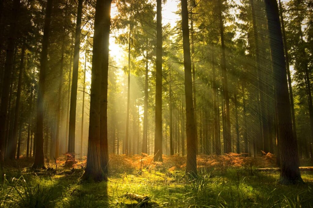Forest tall trees pine grass sun rays.