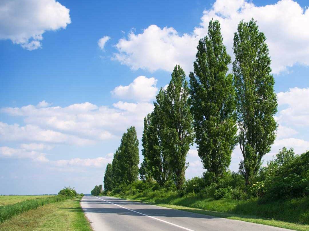 Why Poplar Trees Are Invasive (What To Do If You Have One) Tree Journey