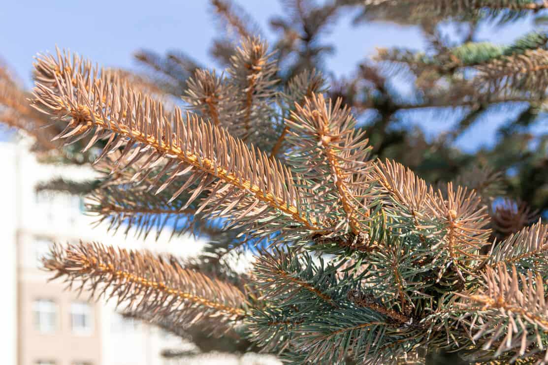branches of blue spruce which changed the color of needles to brown, Picea pungens in the park on the background of houses, selective focus