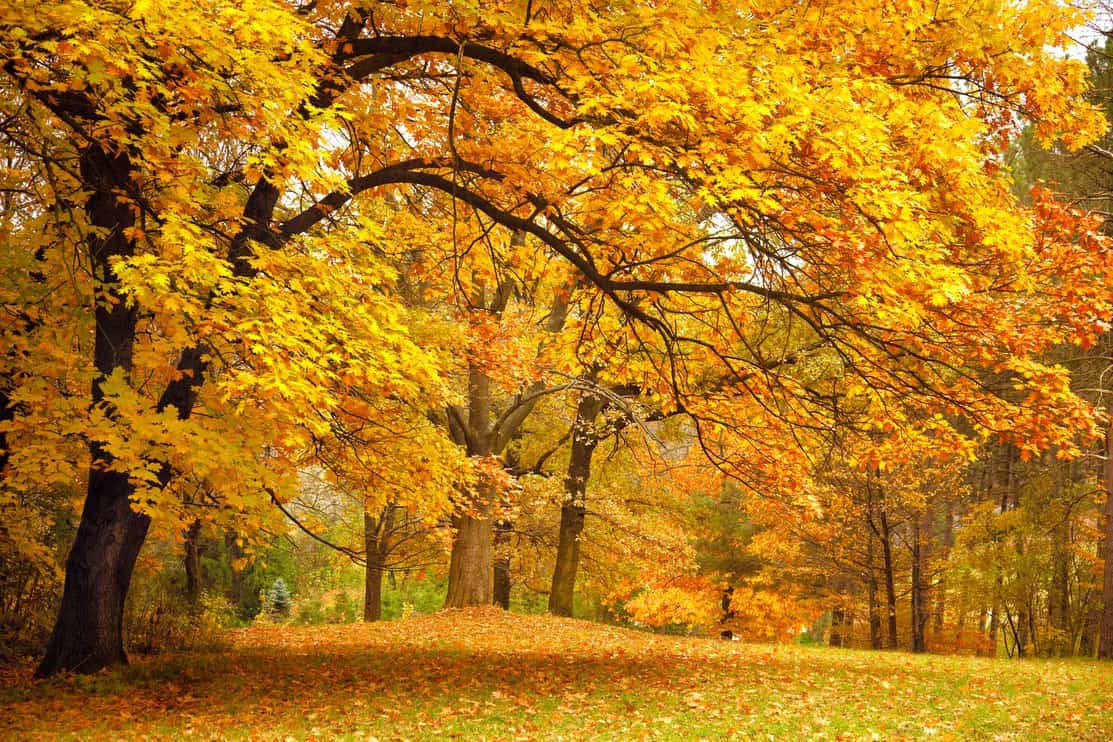 Big maple trees with orange and yellow leaves