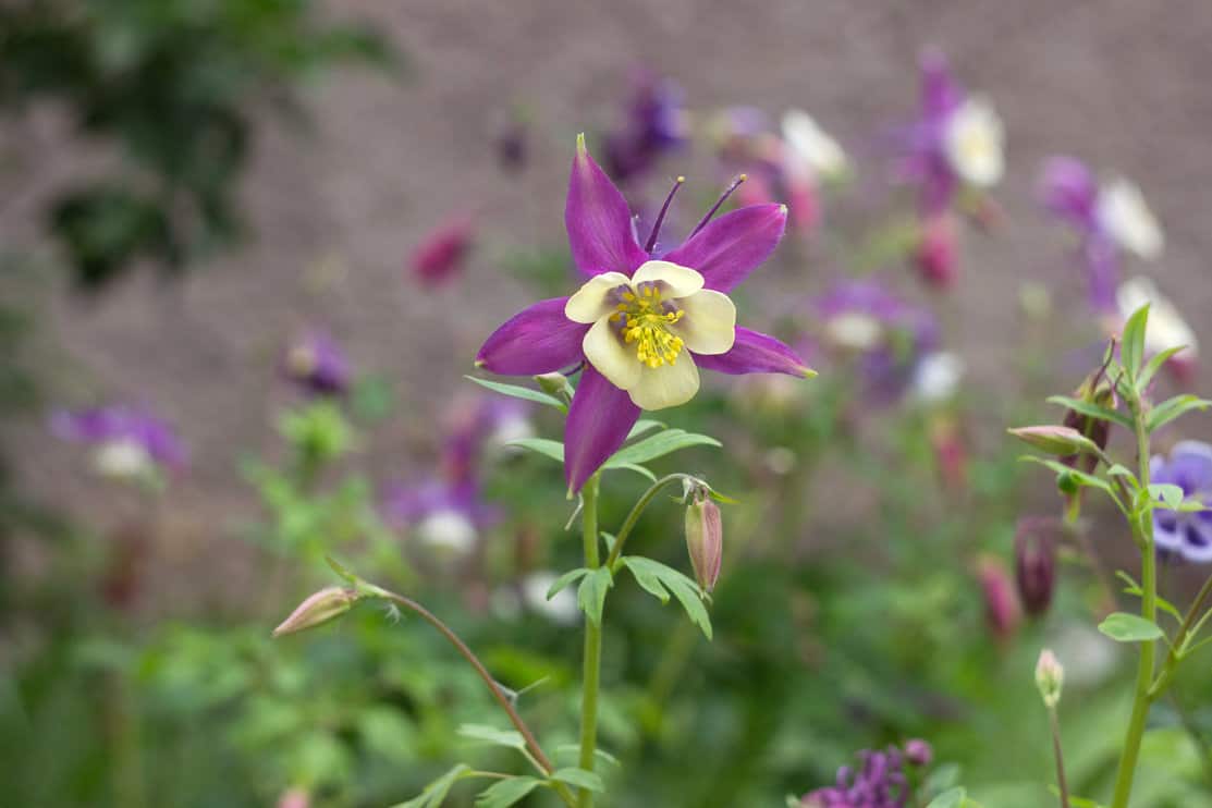 Columbines plant, Aquilegia Songbird Nightingale - delicate spring flower. Lilac-white flower blooms in the garden