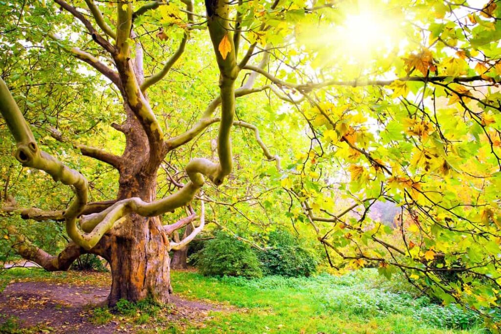 Beautiful sycamore tree in autumn