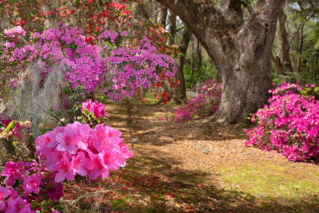 Flowering plants growing under oak trees