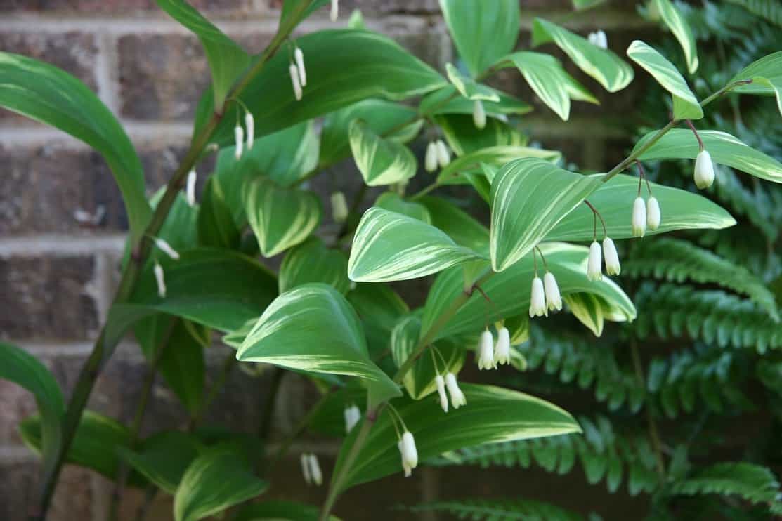 Solomons seal flowering in the spring