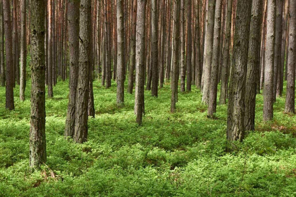 Pine tree forest with lush understory