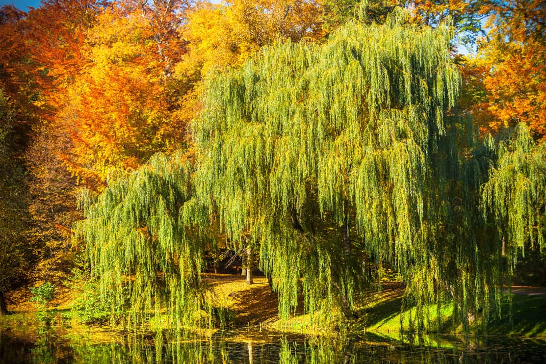 Natural landscape. view from shore of the lake or river of the weeping willow on the other side.