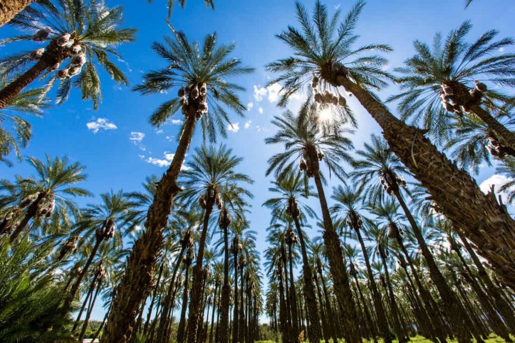 Palm springs California with lush palm trees being the focal point of the image and blue sky in the background