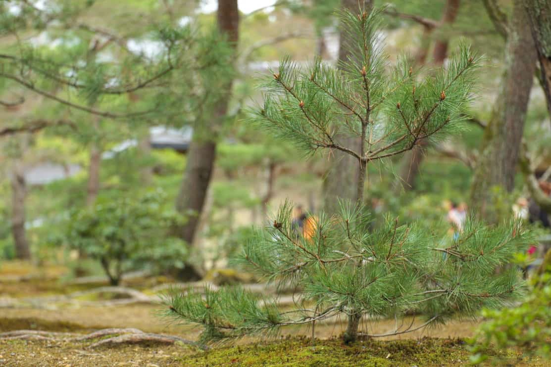 A small pine tree in the forest