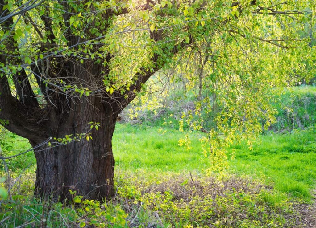 The old willow tree with a thick strong trunk. The gentle spring leaves lit with the setting sun.