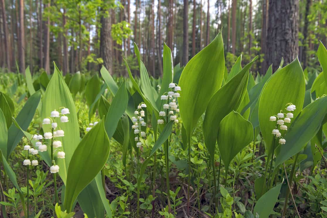 Blooming lilies of the valley in sunny pine forest