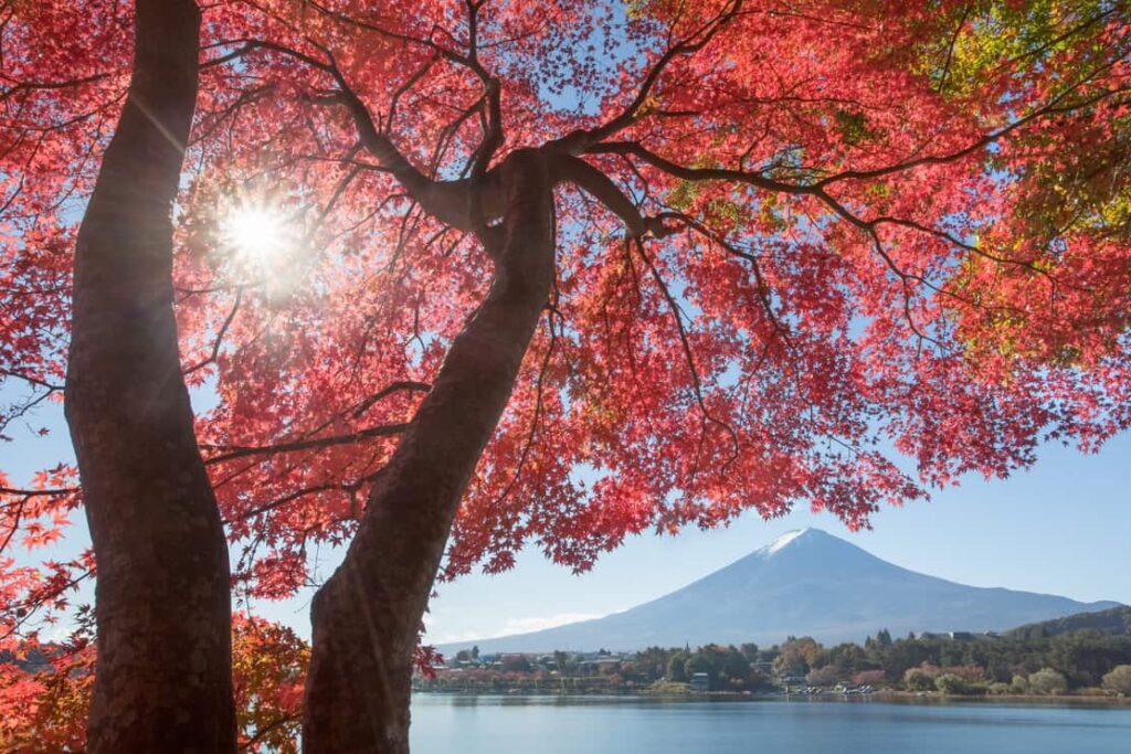 Red maple tree and Mountain Fuji at kawaguchiko lake in autumn season