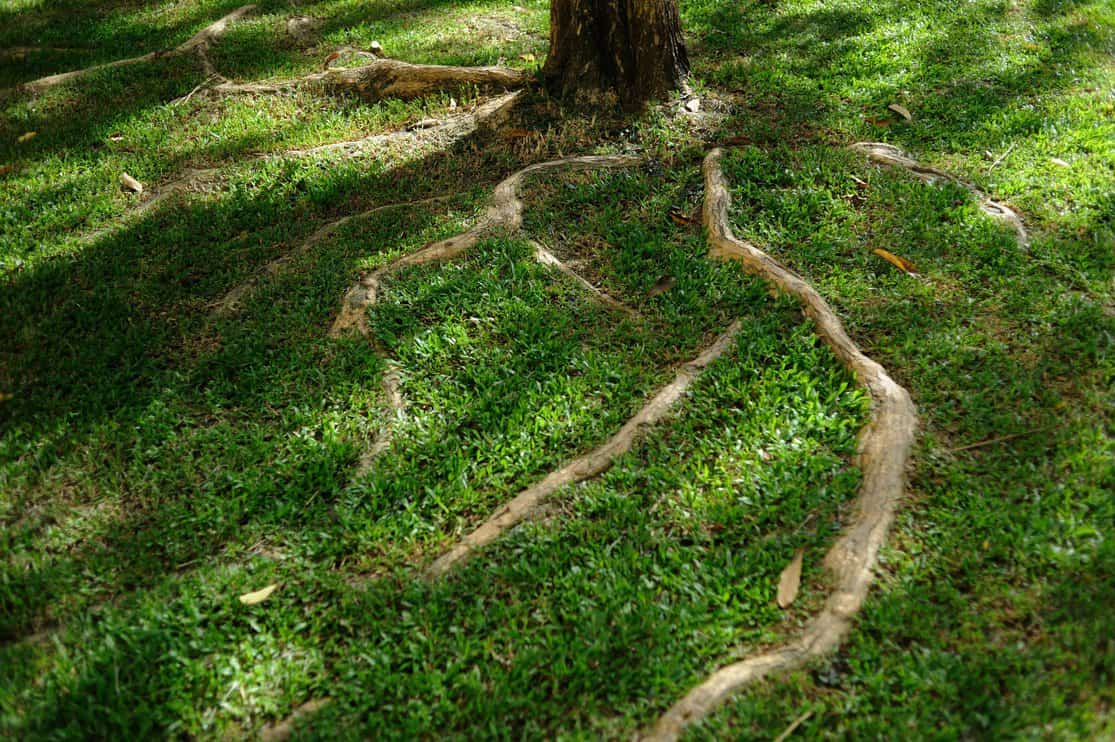Oak tree roots sticking out from the ground 