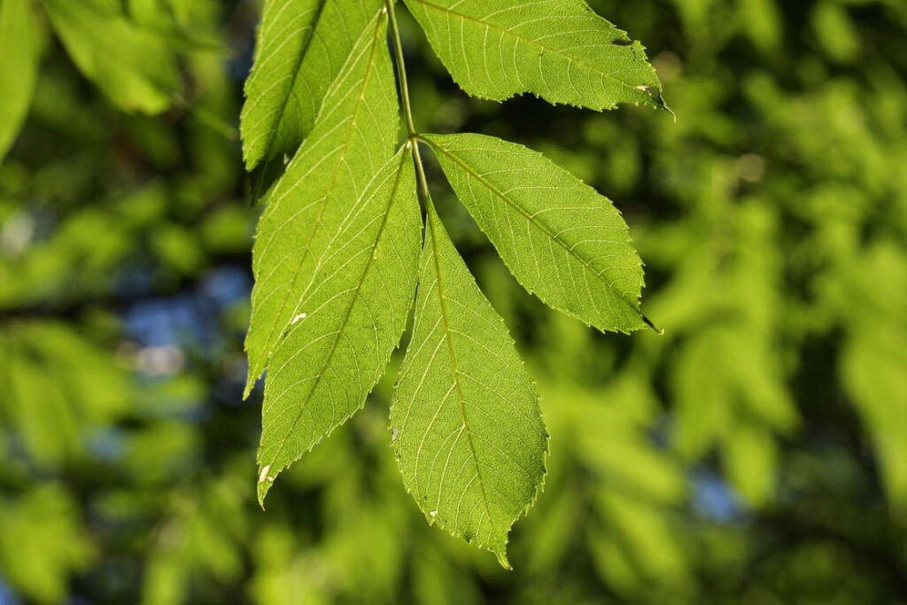 Ash tree leaves shining in the sunlight