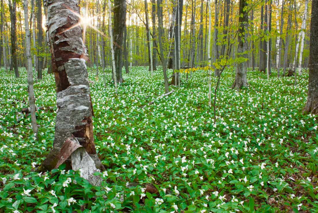 Trillium field