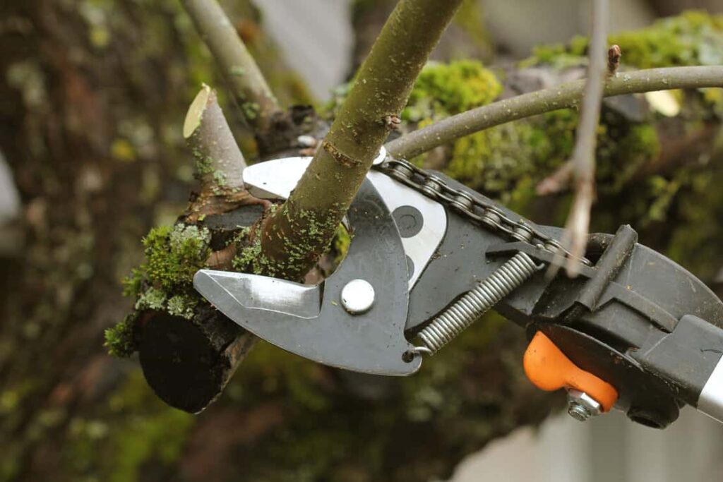 Pruning shears on a tree branch